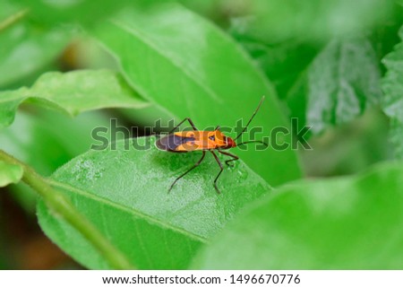 manfaced bug On the leaf is not green
