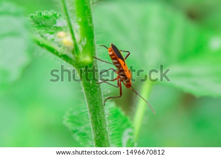 manfaced bug On the leaf is not green