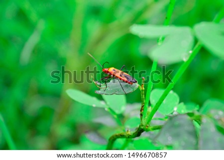 manfaced bug On the leaf is not green