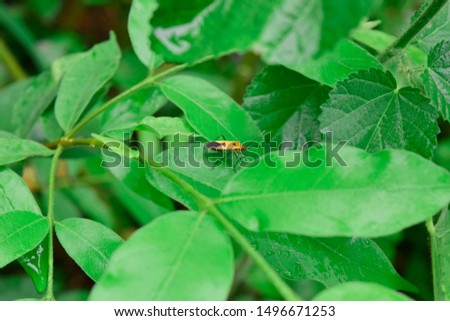 manfaced bug On the leaf is not green
