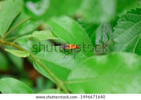 manfaced bug On the leaf is not green
