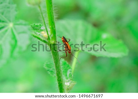 manfaced bug On the leaf is not green