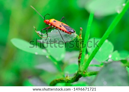 manfaced bug On the leaf is not green