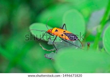 manfaced bug On the leaf is not green