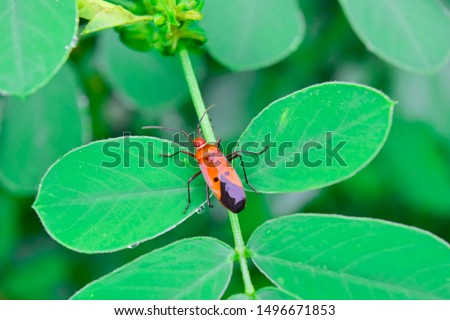 manfaced bug On the leaf is not green