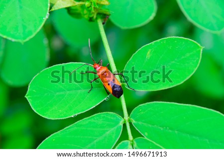 manfaced bug On the leaf is not green