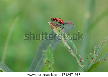 manfaced bug on the leaf is not green