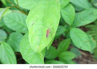 Mangaka A Wooden Insect On The Green Leaf