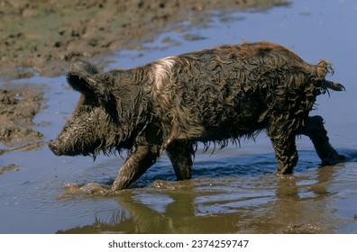 Mangalica pig, Mangalitza, Mangaliza, sheep pig, Mangalitza woolly pig in the wallow - Shutterstock ID 2374259747