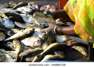 277 Mangalore fish Images, Stock Photos & Vectors | Shutterstock