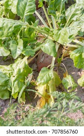 Mangelwurzel Growing In A Field