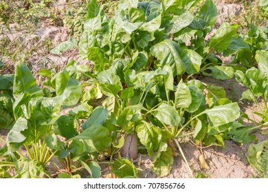 Mangelwurzel Growing In A Field