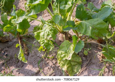 Mangelwurzel Growing In A Field