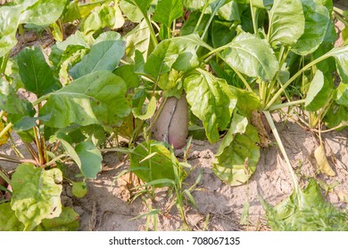 Mangelwurzel Growing In A Field