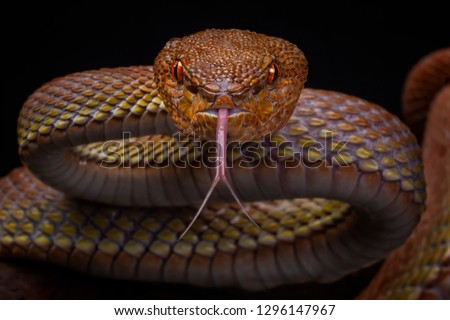 Manggrove Pit Viper (Trimeresurus purpureomaculatus), Venomous Snake, Viper Snake