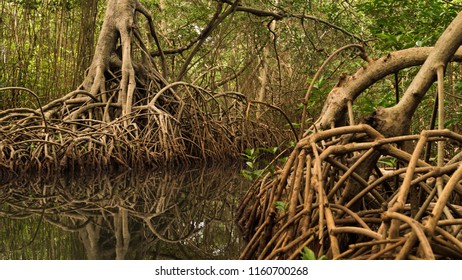 Manglar Colombia Stock Photo 1160700268 | Shutterstock