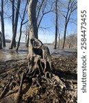 A mangled looking tree on the bank of the Ohio river surrounded by debris in the wintertime 