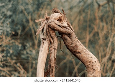 mangled tree trunk in jungle, natural deformation, broken tree in forest, bend tree trunk, eye level shot