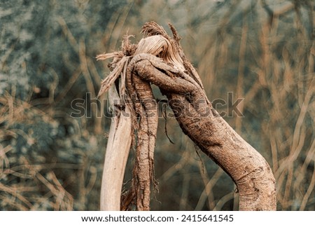 mangled tree trunk in jungle, natural deformation, broken tree in forest, bend tree trunk, eye level shot