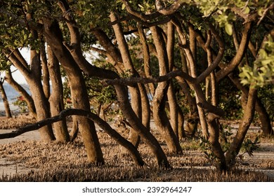 mangled trees in a sunset day