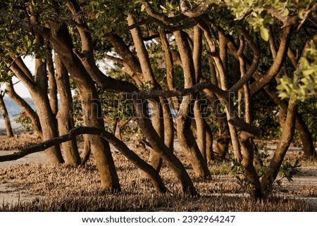 mangled trees in a sunset day