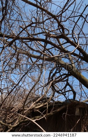 Mangled and twisted branches photographed in the winter season.                                