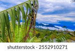 Mangli, Magelang, December 1st, Central Java, Indonesia. This photo shows a banana tree leaf that has been damaged by strong winds against a mountain background