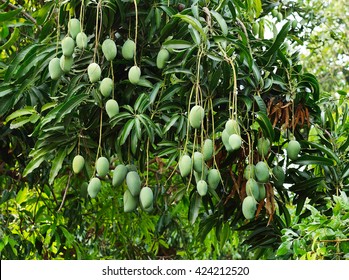 6,188 Mango Fields Images, Stock Photos & Vectors | Shutterstock