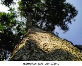 Mango Big Tree Trunk Show From Shot From Below