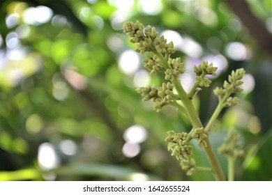 Mango blossom in a sunny afternoon. - Shutterstock ID 1642655524