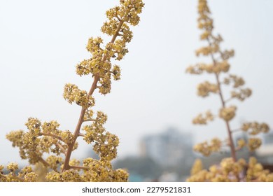 Mango buds blossom bourgeon on tree branch.

