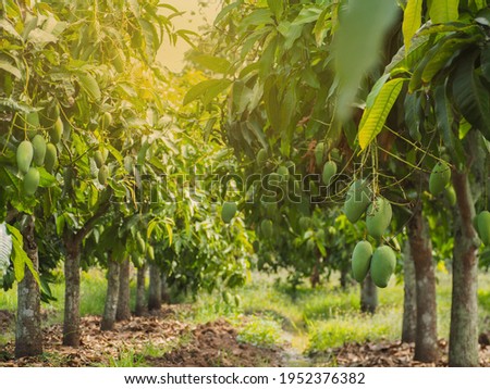  Mango Farm Green Mango Farm
