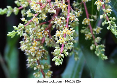 9,401 Flowered mango tree Images, Stock Photos & Vectors | Shutterstock