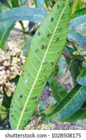 47 Powdery mildew in mango Images, Stock Photos & Vectors | Shutterstock