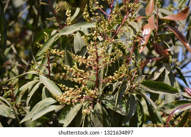 Mango Flowers Season  - Shutterstock ID 1321634897