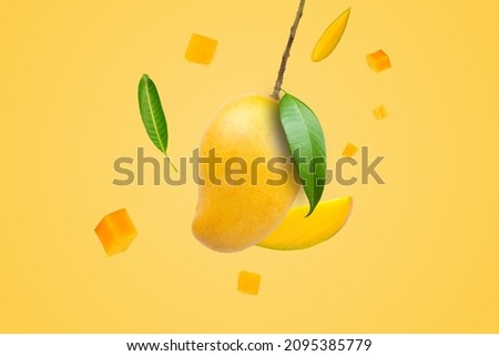 Mango fruit hanging on branch with green leaves, a piece of mangoes cube and cut on yellow background.