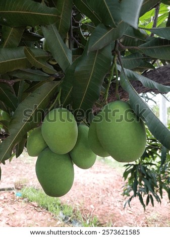 Mango fruit on the tree