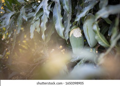 Mango Fruit On Mango Tree With Bite Mark By Animal 