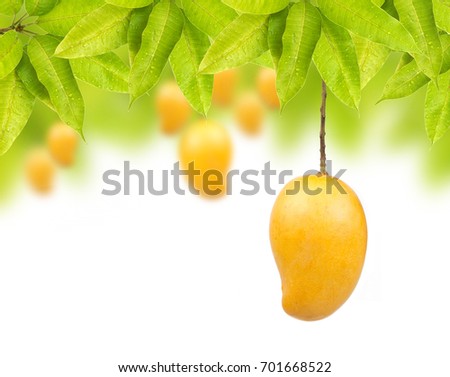 Mango fruit on tree isolated white background
