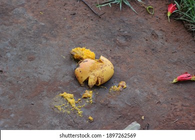 Mango Fruit Smashed On Dirt Floor