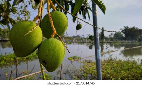 Mango Fruit That Looks So Close