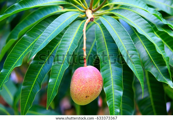 Mango fruit tree