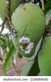 Mango Fruits Damaged By   Scale Mealybug, Planococcus Citri (Homoptera: Pseudococcidae). 