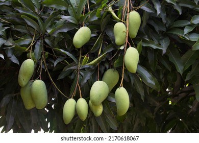 16,203 Mango varieties Images, Stock Photos & Vectors | Shutterstock