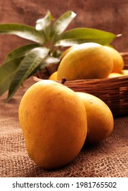 Mango fruits in wooden basket with leaf after harvest from farm, Mango fruits with leaf on Jute background.