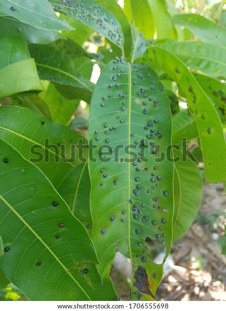 Mango gall\
fly injure on mango leaf in Viet\
Nam.