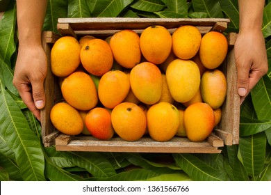 Mango heap in wood basket carrying by a orchard farmer with green leaf background, top view