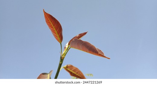 mango leaf close up image 