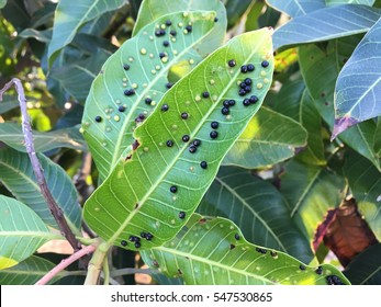 Mango Leaf Gall Midge Stock Photo 547530871 | Shutterstock