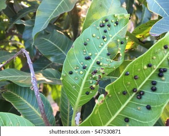 Mango Leaf Gall Midge